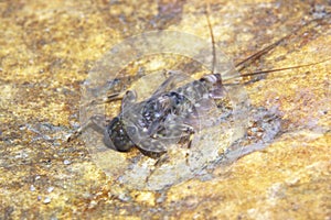Mayfly nymph close up,Ecdyonurus larvae