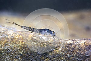 Mayfly nymph close up,Ecdyonurus larvae,Underwater photography