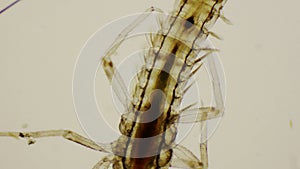 Mayfly nymph, dorsal view under the microscope in 4k