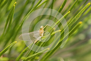 Mayfly sitting on pine needles