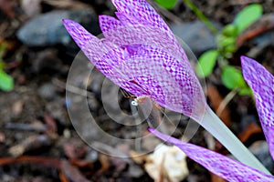 Mayfly on Speckled Crocus Flower 01