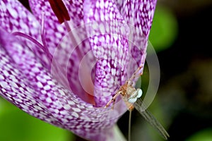 Mayfly on Speckled Crocus Flower 05