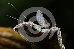 Mayfly Super Macro