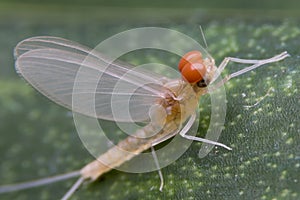 Mayfly Super Macro