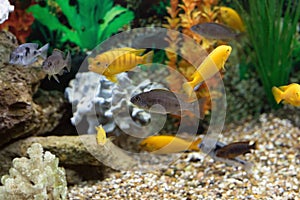Maylandia lombardoi, african fishes cichlids swimming in aquarium