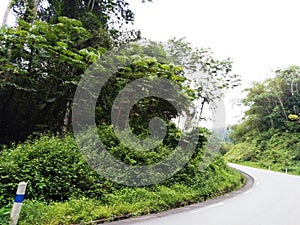 Mayombe Forest on National Road 1 in Congo BrazzavilleShot by Arnaud RÃ©gis HOUALEMBO on April 17, 2022