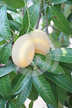 Mayongchid fruit on tree photo