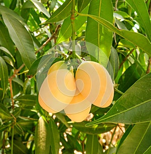 Mayongchid,Maprang ,Marian Plum and Plum Mango