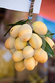 Mayongchid Maprang Marian Plum and Plum Mango Thailand