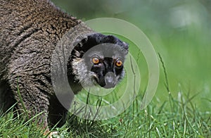 Mayotte Brown Lemur, lemur fulvus mayottensis, Adult standing on Grass