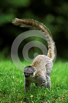 MAKI DE MAYOTTE lemur fulvus mayottensis photo