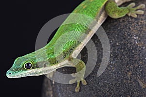 Mayotte day gecko (Phelsuma nigristriata) photo