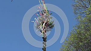 Maypole with colorful ribbons and blue sky in wind. german tradition