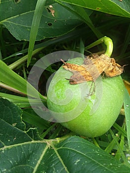 Maypop fruit on passionvine photo