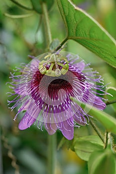 Maypop passionflower Passiflora incarnata, a reddish purple flower