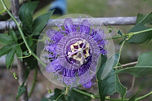 Maypop purple