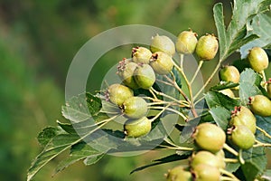 Maythorn fruits