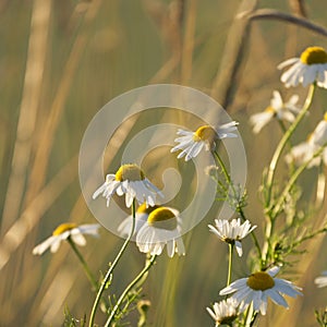 Mayweed