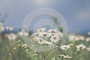 Mayweed