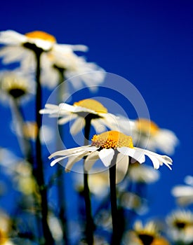 Mayweed fields forever