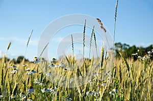 Mayweed flowers in a corn field