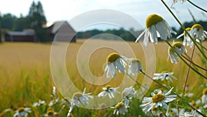 Mayweed flowers in the field