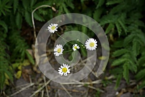 The mayweed (matricaria) grows in the forest