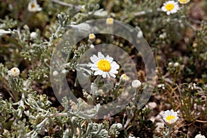 The Mayweed species Anthemis ruthenica