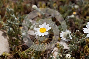 The Mayweed species Anthemis ruthenica