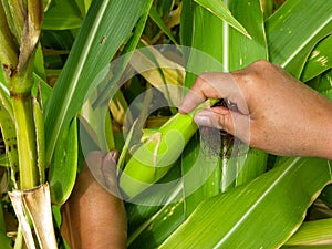 Mazamorra is a traditional dish. It is a dessert with native roots made with white maize, water, sugar, and vanilla