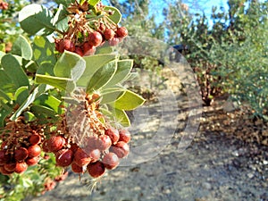 Mazanita, Arctostaphylos pringlei, in the late Fall Afternoon 2