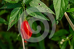 Mazapan flowers blooming in the shape of red bells photo