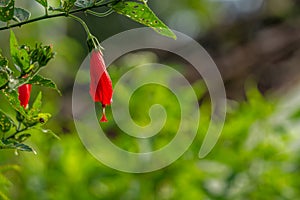 Mazapan flowers blooming in the shape of red bells photo
