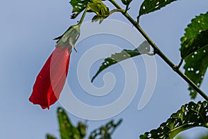 Mazapan flowers blooming in the shape of red bells photo
