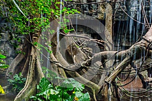 Maze of Branches and Roots from Trees in an Asian Jungle watered from a Waterfall