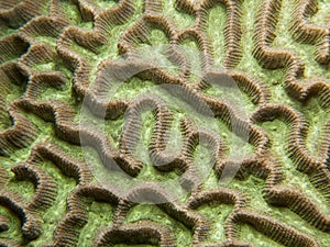 Maze Coral - Platygyra sp.