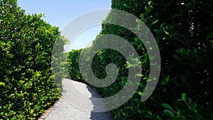 Maze green plant wall