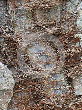 A Maze of Poison Ivy Suckers on a Tree Trunk