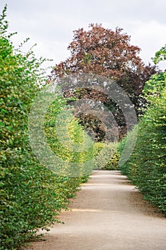 Maze of tall bushes of trimmed green bushes in the park in summer