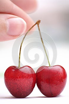Mazzard cherry photo