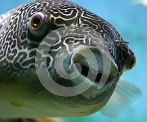 Mbu Pufferfish photo