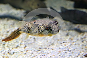 Mbu pufferfish