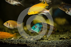 Mbuna  african fishes cichlids