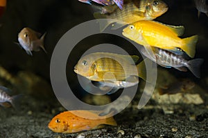 Mbuna cichlids african