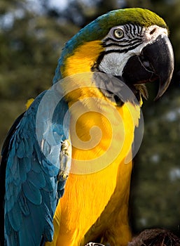 Mccaw Parrot