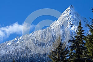 McClellan Butte Snowy Trees Snow Mountain Peak, Snoqualme Pass W