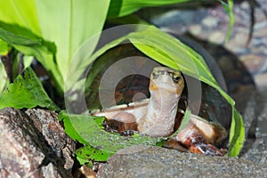 Mccord`s box turtle among vegetation 2 photo