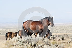 McCullough Peak Mustangs