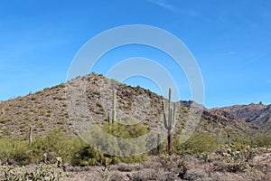The McDowell mountains covered with Saguaro cacti, Palo Verde bushes, Cholla cacti, and dead brush
