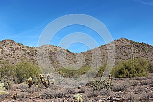 The McDowell mountains covered with Saguaro cacti, Palo Verde bushes, Cholla cacti, and dead brush on the Horseshoe Loop Trail